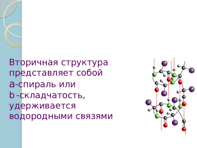 Вторичная структура представляет собой a -спираль или b  -складчатость, удерживается водородными связями 