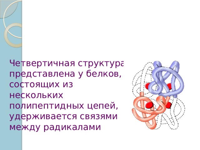 Четвертичная структура представлена у белков, состоящих из нескольких полипептидных цепей, удерживается связями между радикалами 