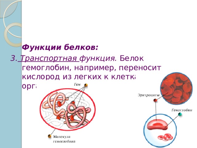  Функции белков: 3. Транспортная функция. Белок гемоглобин, например, переносит кислород из легких к клеткам и органам. 
