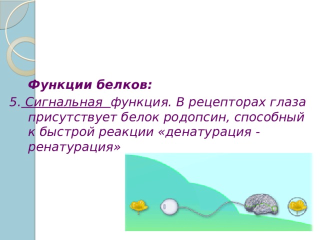  Функции белков: 5. Сигнальная функция. В рецепторах глаза присутствует белок родопсин, способный к быстрой реакции «денатурация - ренатурация» 