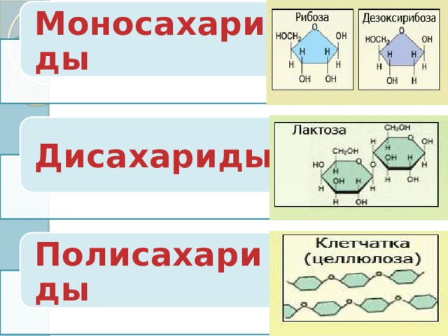 Моносахариды Дисахариды Полисахариды 