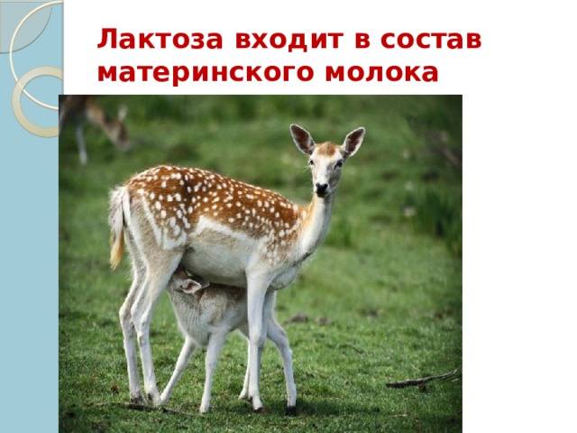 Лактоза входит в состав материнского молока 