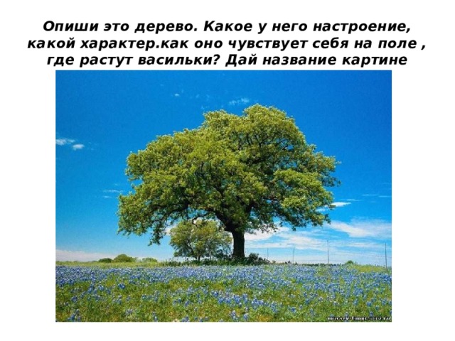 Опиши это дерево. Какое у него настроение, какой характер.как оно чувствует себя на поле , где растут васильки? Дай название картине 