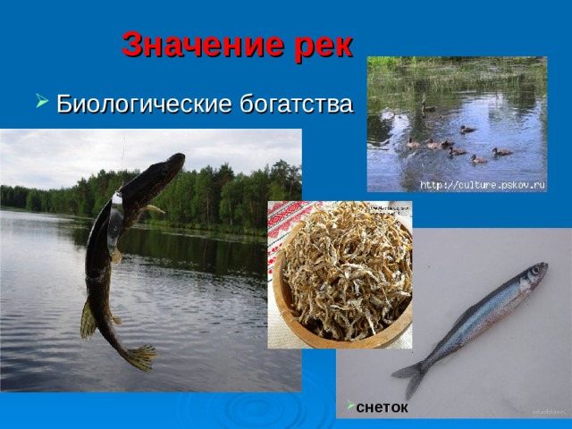 Значение рек Биологические богатства снеток 