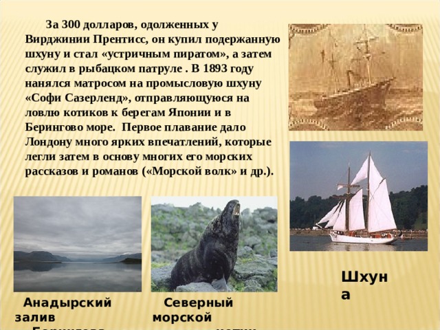  За 300 долларов, одолженных у Вирджинии Прентисс, он купил подержанную шхуну и стал «устричным пиратом», а затем служил в рыбацком патруле . В 1893 году нанялся матросом на промысловую шхуну «Софи Сазерленд», отправляющуюся на ловлю котиков к берегам Японии и в Берингово море. Первое плавание дало Лондону много ярких впечатлений, которые легли затем в основу многих его морских рассказов и романов («Морской волк» и др.).  Шхуна  Северный морской  котик  Анадырский залив  Берингова моря 