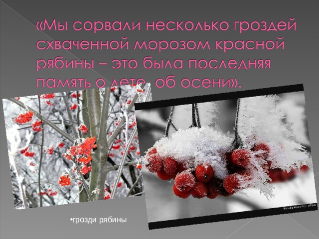 грозди рябины 