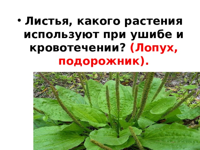Листья, какого растения используют при ушибе и кровотечении? (Лопух, подорожник). 