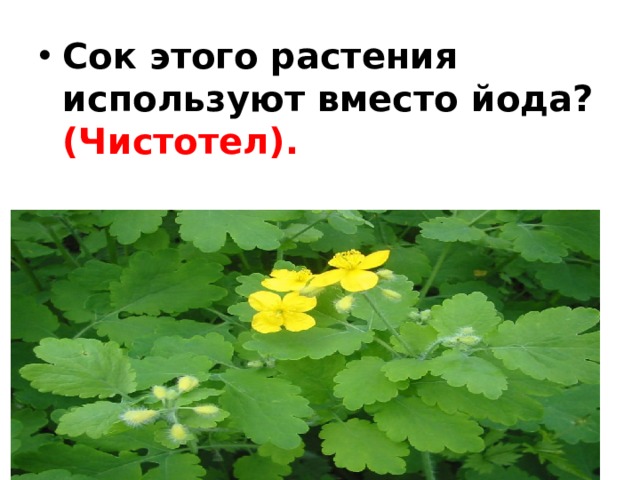 Сок этого растения используют вместо йода? (Чистотел). 
