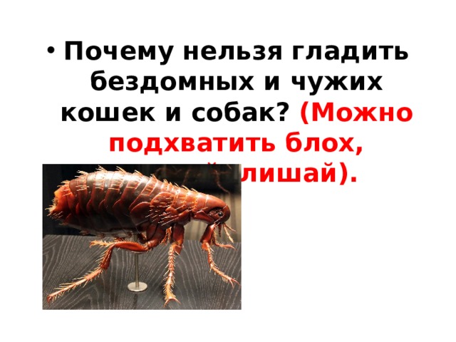 Почему нельзя гладить бездомных и чужих кошек и собак? (Можно подхватить блох, клещей, лишай).   