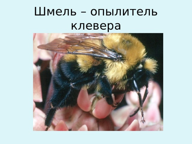 Шмель – опылитель клевера 