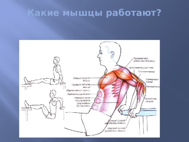 Какие мышцы работают?   