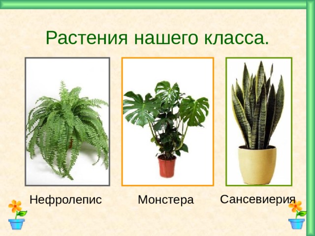 Растения нашего класса. Сансевиерия Нефролепис Монстера