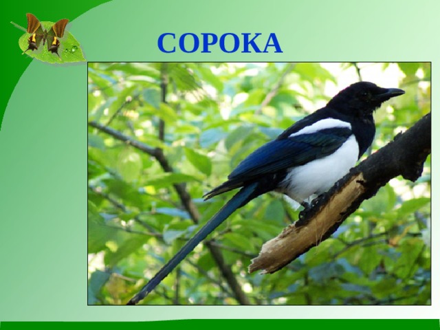 Сорока 