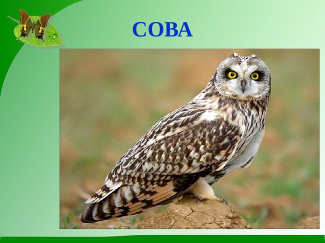 Сова 