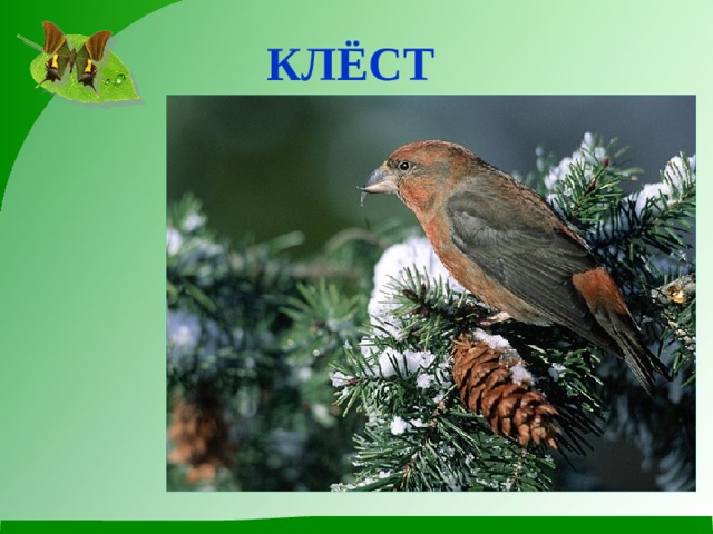Клёст  