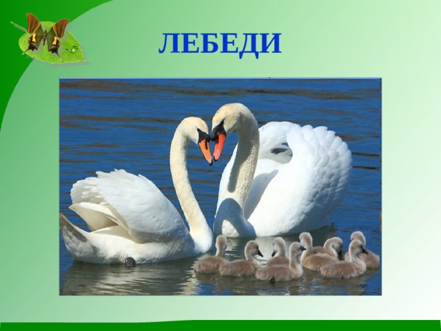 Лебеди 