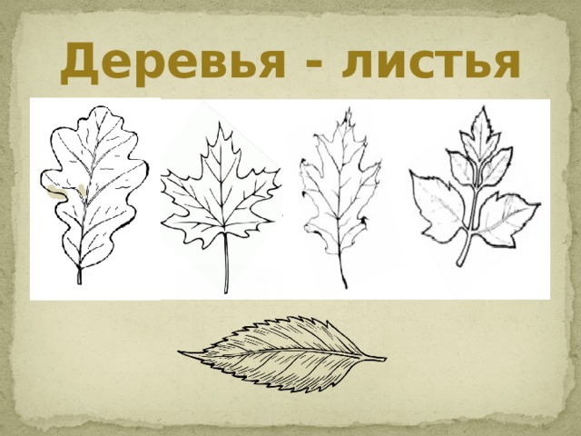 Деревья - листья 