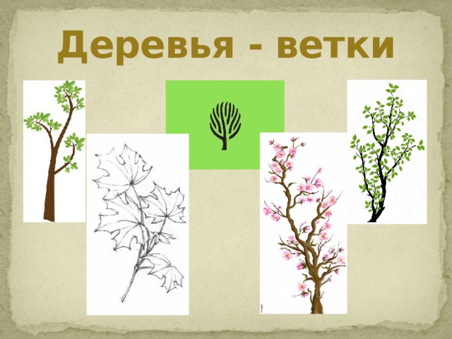 Деревья - ветки 