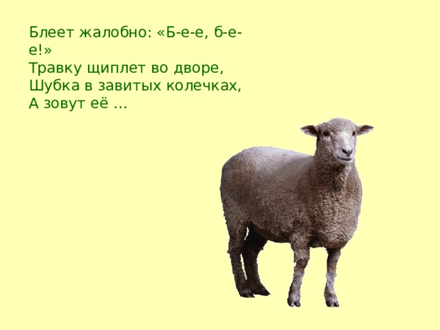 Блеет жалобно: «Б-е-е, б-е-е!»  Травку щиплет во дворе,  Шубка в завитых колечках,  А зовут её … 