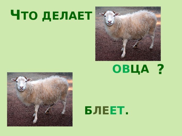 Ч ТО ДЕЛАЕТ ? ОВ ЦА Б ЛЕ ЕТ . 