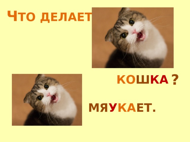 Ч ТО ДЕЛАЕТ ? КО Ш КА МЯ У КА ЕТ. 