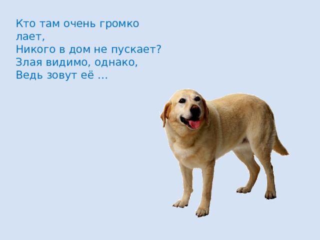 Кто там очень громко лает,  Никого в дом не пускает?  Злая видимо, однако,  Ведь зовут её … 