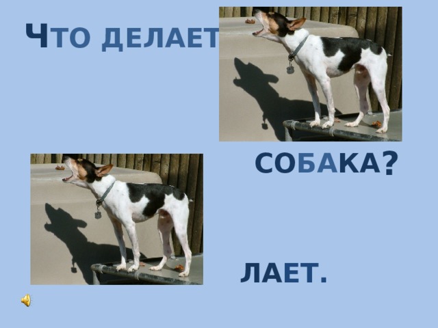 Ч ТО ДЕЛАЕТ ? СО БА КА ЛА ЕТ. 