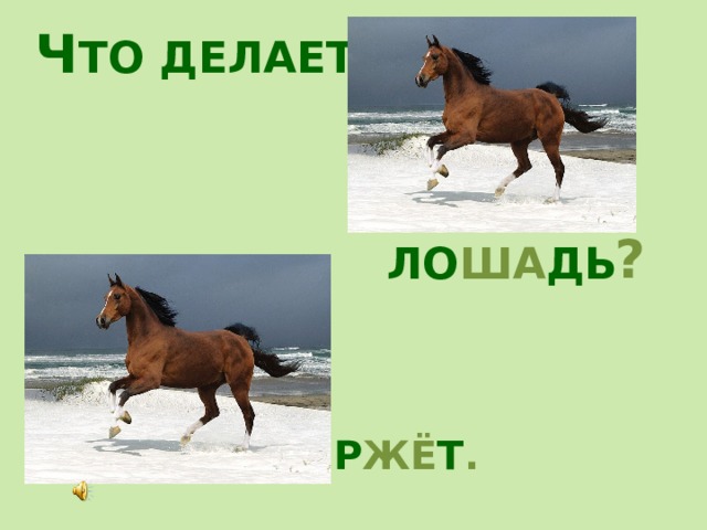 Ч ТО ДЕЛАЕТ ? ЛО ША ДЬ Р ЖЁ Т . 