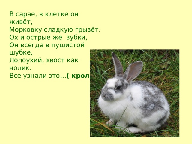 В сарае, в клетке он живёт, Морковку сладкую грызёт. Ох и острые же  зубки, Он всегда в пушистой шубке, Лопоухий, хвост как нолик. Все узнали это… ( кролик) 