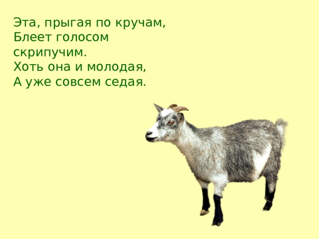 Эта, прыгая по кручам,  Блеет голосом скрипучим.  Хоть она и молодая,  А уже совсем седая. 