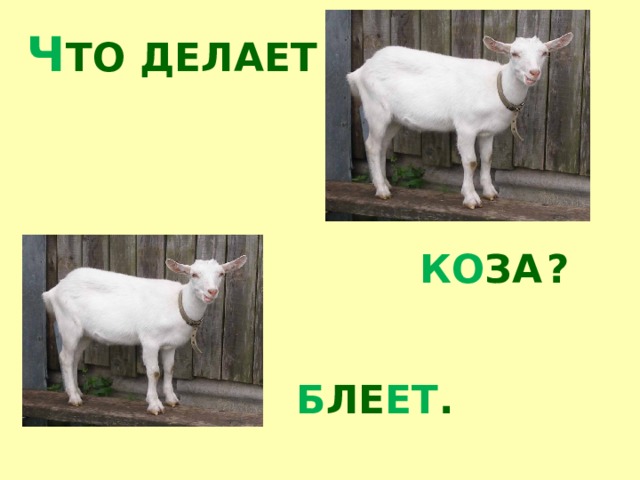 Ч ТО ДЕЛАЕТ ? КО ЗА Б ЛЕ ЕТ . 