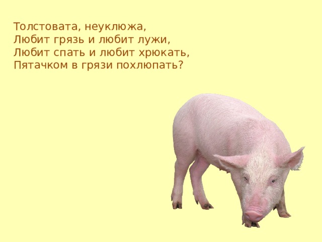 Толстовата, неуклюжа,  Любит грязь и любит лужи,  Любит спать и любит хрюкать,  Пятачком в грязи похлюпать? 