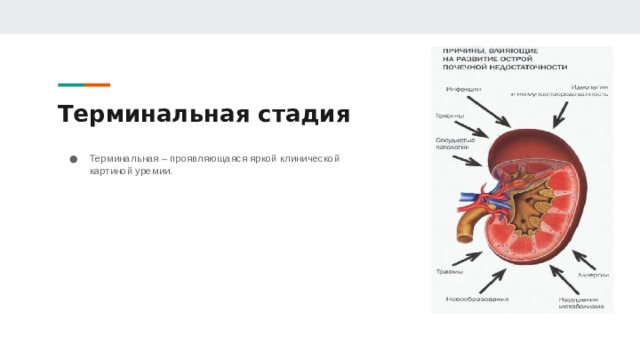 Терминальная стадия Терминальная – проявляющаяся яркой клинической картиной уремии. 
