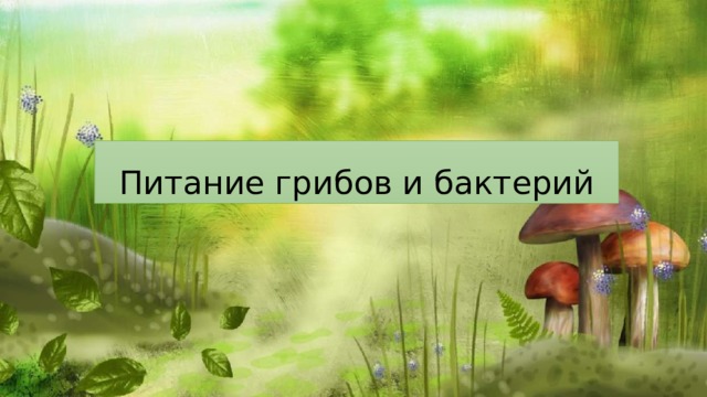 Питание грибов и бактерий 