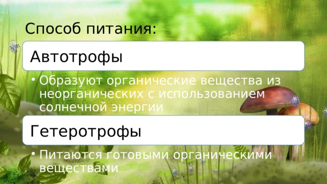 Способ питания: Автотрофы Образуют органические вещества из неорганических с использованием солнечной энергии Образуют органические вещества из неорганических с использованием солнечной энергии Гетеротрофы Питаются готовыми органическими веществами Питаются готовыми органическими веществами 