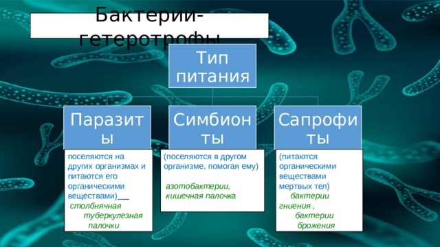 Бактерии-гетеротрофы Тип питания Паразиты Симбионты Сапрофиты (питаются органическими веществами мертвых тел) поселяются на других организмах и питаются его органическими веществами)   (поселяются в другом организме, помогая ему)  столбнячная  бактерии гниения ,  бактерии  туберкулезная  азотобактерии,  кишечная палочка   палочки  брожения 