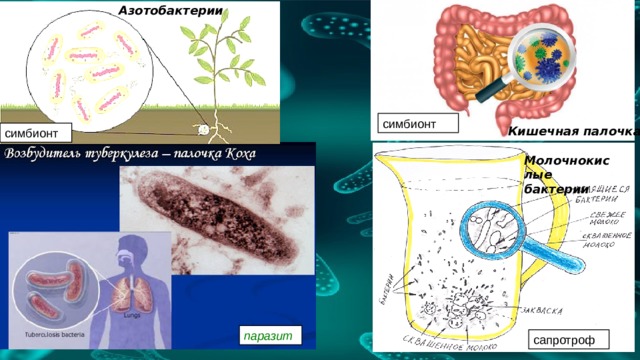 Азотобактерии симбионт Кишечная палочка симбионт Молочнокислые бактерии паразит сапротроф 