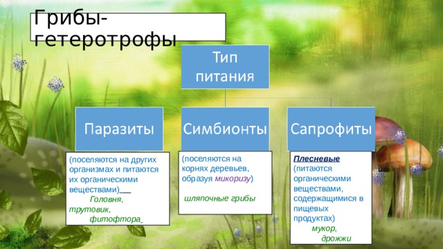 Грибы-гетеротрофы (поселяются на корнях деревьев, образуя микоризу ) Плесневые (питаются органическими веществами, содержащимися в пищевых продуктах)  шляпочные грибы   мукор,  дрожжи (поселяются на других организмах и питаются их органическими веществами)    Головня, трутовик,  фитофтора  