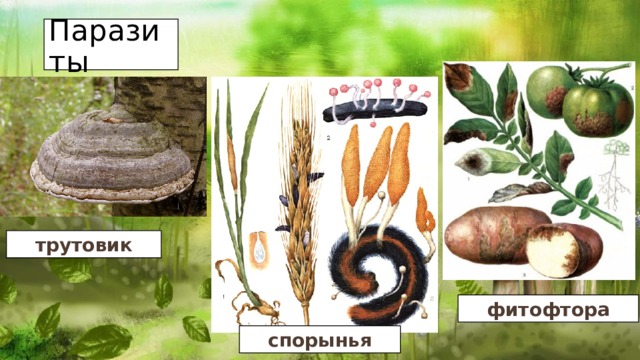 Паразиты трутовик фитофтора спорынья 
