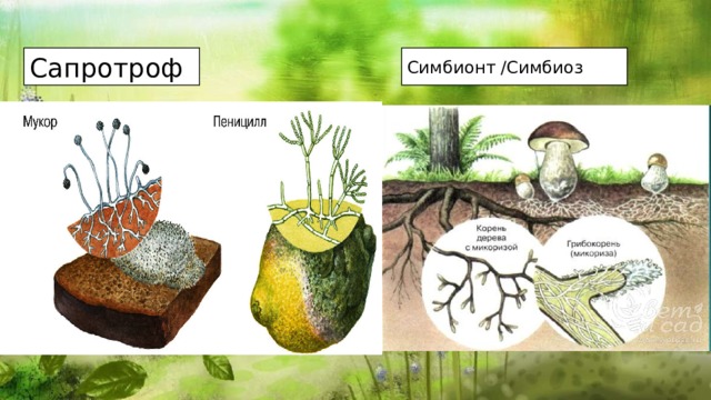 Симбионт /Симбиоз Сапротроф 