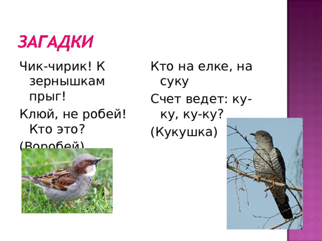 Чик-чирик! К зернышкам прыг! Клюй, не робей! Кто это? (Воробей) Кто на елке, на суку Счет ведет: ку-ку, ку-ку? (Кукушка) 