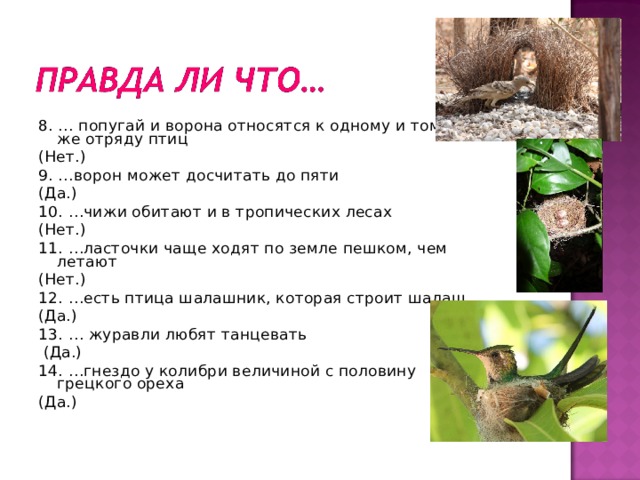 8. … попугай и ворона относятся к одному и тому же отряду птиц (Нет.) 9. …ворон может досчитать до пяти (Да.) 10. …чижи обитают и в тропических лесах (Нет.) 11. …ласточки чаще ходят по земле пешком, чем летают (Нет.) 12. …есть птица шалашник, которая строит шалаш (Да.) 13. … журавли любят танцевать  (Да.) 14. …гнездо у колибри величиной с половину грецкого ореха (Да.) 