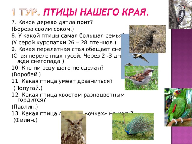 7. Какое дерево дятла поит? (Береза своим соком.) 8. У какой птицы самая большая семья? (У серой куропатки 26 – 28 птенцов.) 9. Какая перелетная стая обещает снег? (Стая перелетных гусей. Через 2 -3 дня жди снегопада.) 10. Кто ни разу шага не сделал? (Воробей.) 11. Какая птица умеет дразниться?  (Попугай.) 12. Какая птица хвостом разноцветным гордится? (Павлин.) 13. Какая птица летает в «очках» на носу?  (Филин.) 