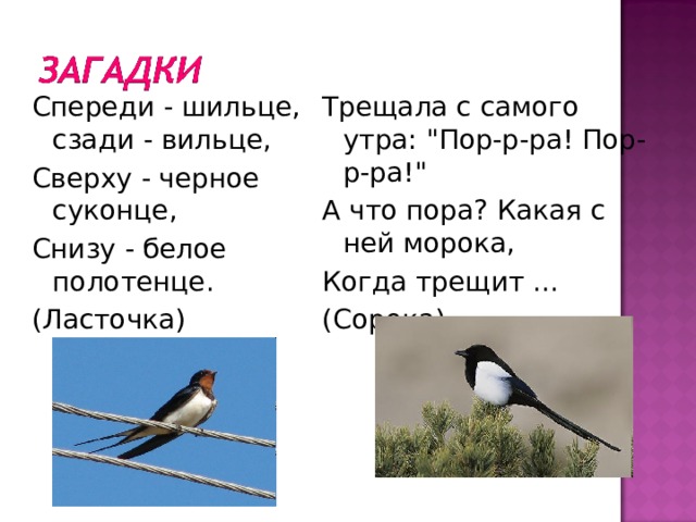 Спереди - шильце, сзади - вильце, Сверху - черное суконце, Снизу - белое полотенце. (Ласточка) Трещала с самого утра: 