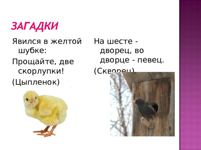 Явился в желтой шубке: Прощайте, две скорлупки! (Цыпленок) На шесте - дворец, во дворце - певец. (Скворец) 
