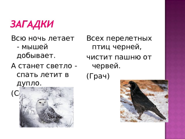 Всю ночь летает - мышей добывает. А станет светло - спать летит в дупло. (Сова) Всех перелетных птиц черней, чистит пашню от червей. (Грач) 