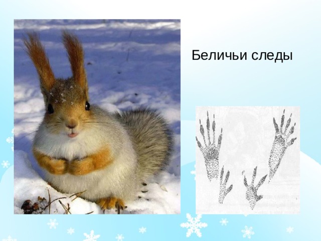 Беличьи следы 