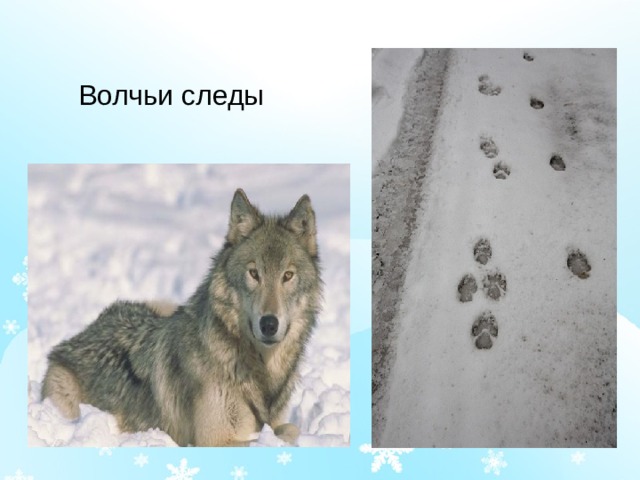 Волчьи следы 