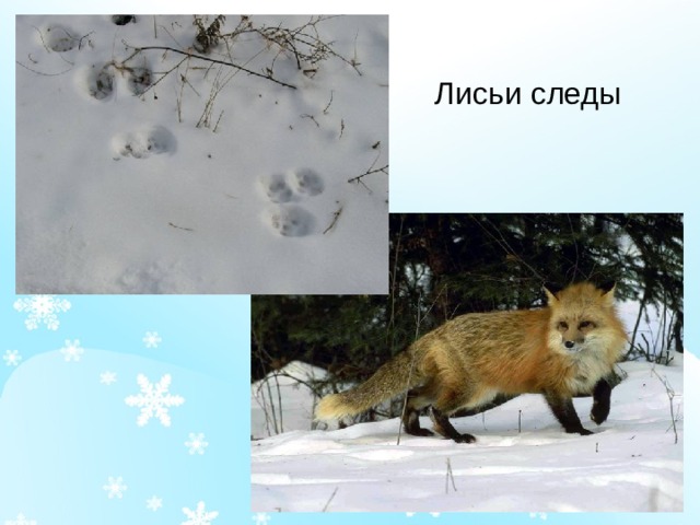 Лисьи следы 
