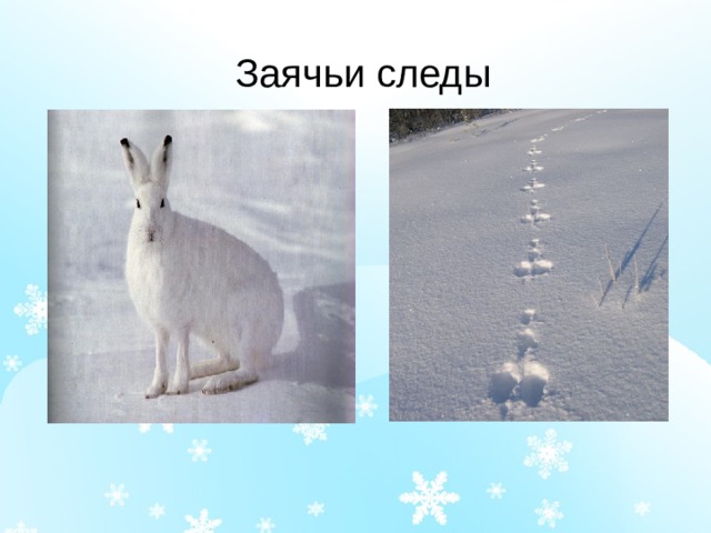 Заячьи следы 